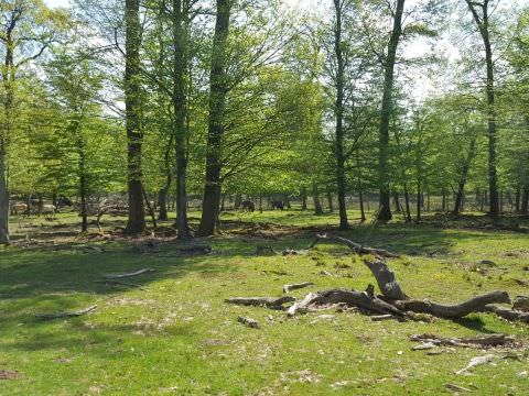 Photo Sortie de printemps