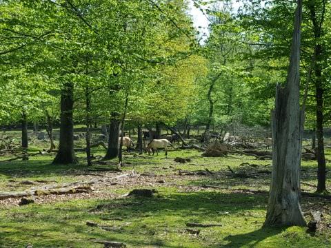 Sortie de printemps