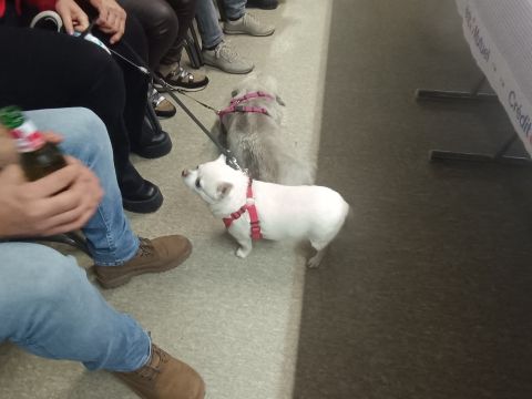 Photo Aperitif Dinatoire